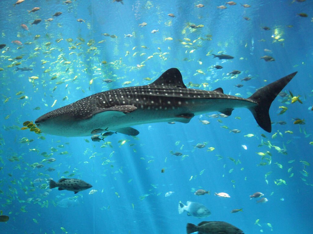 70 Most Endangered Animal Species in the World: A Call to Protect Our Planet’s Rarest Creatures