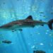 70 Most Endangered Animal Species in the World: A Call to Protect Our Planet’s Rarest Creatures