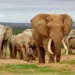 25 Animals in Africa You Should Know About