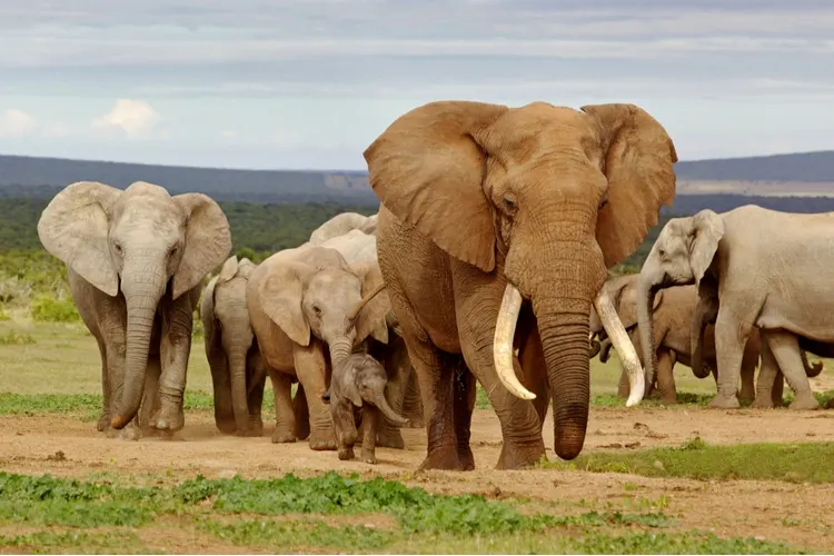 25 Animals in Africa You Should Know About
