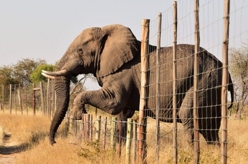 Advocating Greater Protections for African Elephants