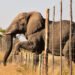Advocating Greater Protections for African Elephants