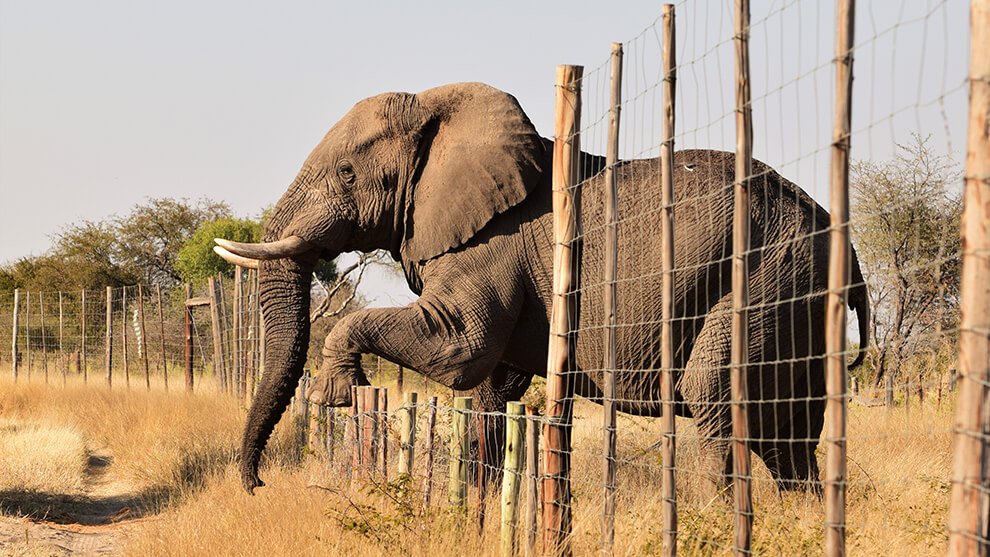 Advocating Greater Protections for African Elephants