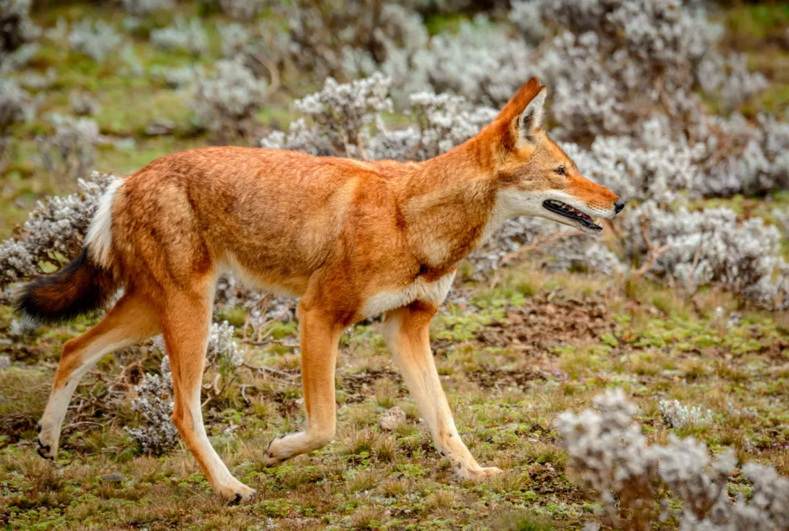 The World’s Most Endangered Species: A Race Against Extinction