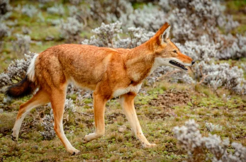 The World’s Most Endangered Species: A Race Against Extinction