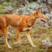 The World’s Most Endangered Species: A Race Against Extinction