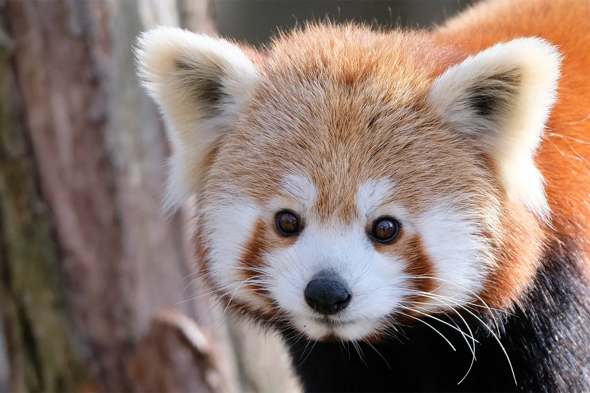 10 Cutest Animals in the World: A Heartwarming Journey Through Nature’s Adorable Creations