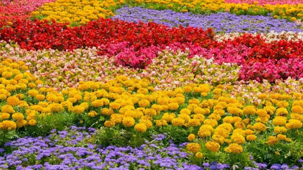 50 Beautiful Flowers That Will Transform Your Garden
