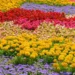50 Beautiful Flowers That Will Transform Your Garden