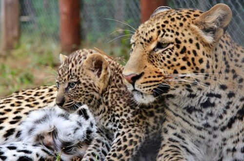 Zimbabwean Animals and Wildlife: Africa’s Most Amazing Fauna