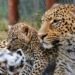 Zimbabwean Animals and Wildlife: Africa’s Most Amazing Fauna
