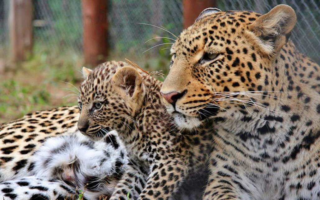 Zimbabwean Animals and Wildlife: Africa’s Most Amazing Fauna