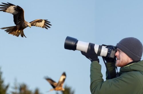 The Best Photography Tips for Bird-Watchers
