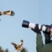 The Best Photography Tips for Bird-Watchers