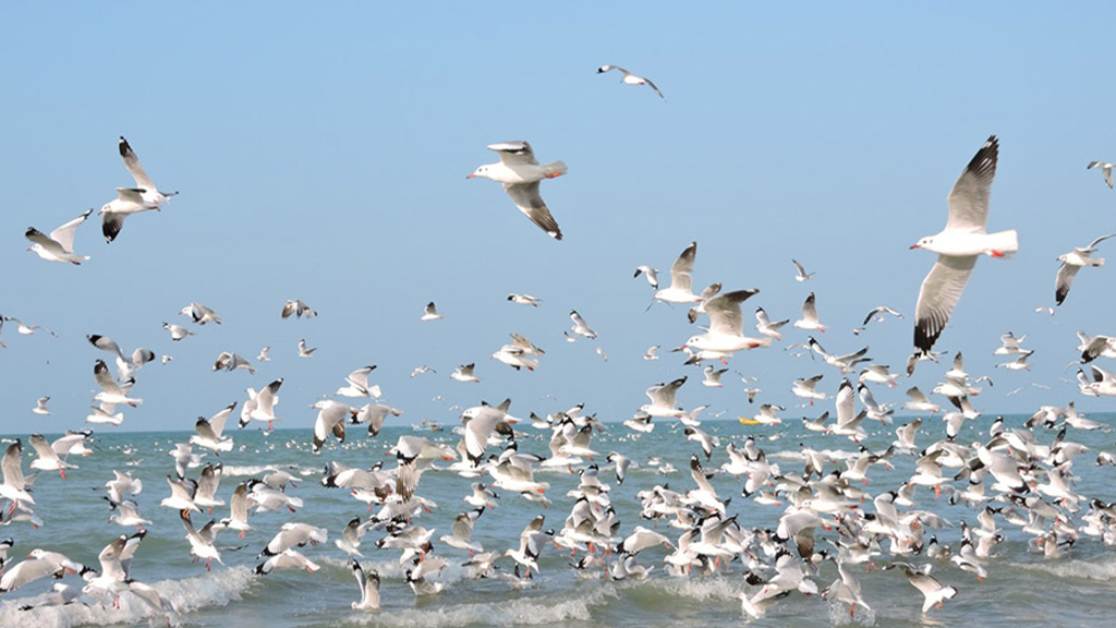 Millions of Birds Are Migrating Earlier Because of Warming
