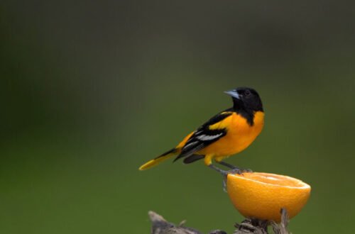 Bird Photography Tips for Beginners: Capture Stunning Avian Moments with Ease