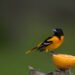 Bird Photography Tips for Beginners: Capture Stunning Avian Moments with Ease