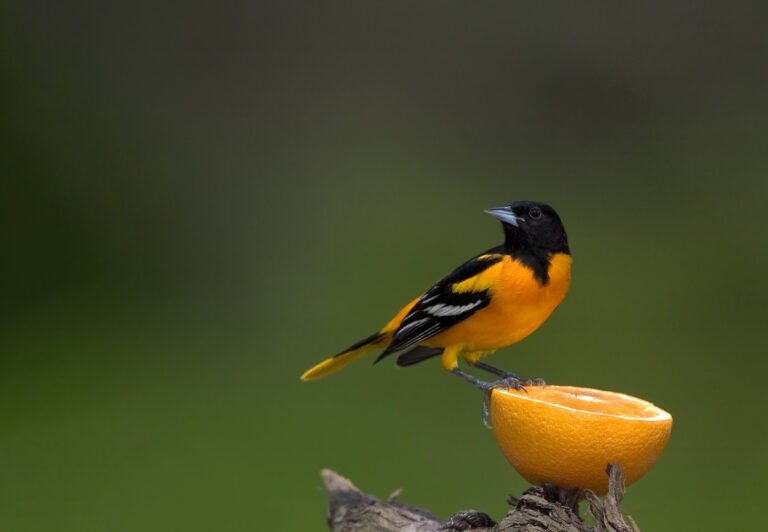 Bird Photography Tips for Beginners: Capture Stunning Avian Moments with Ease