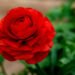70 Types of Red Flowers That Add Beauty & Meaning to Any Setting