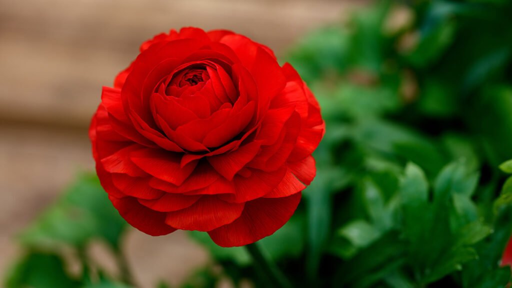 70 Types of Red Flowers That Add Beauty & Meaning to Any Setting